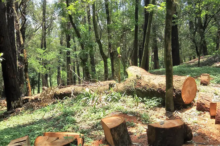 Skovbund med træstammer